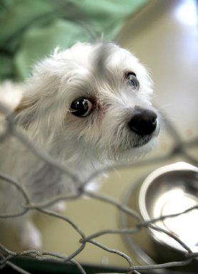 Geelong Animal Welfare Society Lucky the Terrier X